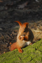 Squirrel - Sciurus vulgaris