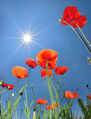 Naklejka premium 太陽とポピー