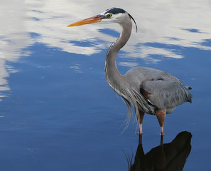 Florida wild Life Bird Blue heron