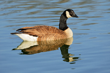 Obraz premium Canada goose (Branta canadensis)
