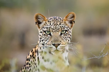 Poster Im Rahmen Leopardenporträt, Kalahari-Wüste, Südafrika © EcoView