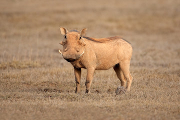 Warthog (Phacochoerus africanus), South Africa