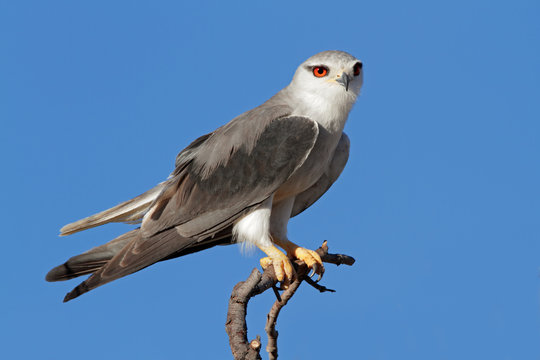 Black-shouldered kite (Elanus caeruleus)
