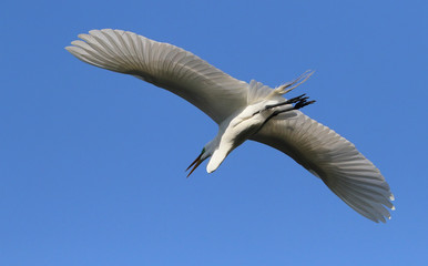 Great, White, Egret, Great white egret, White Egret, Egret, Flor