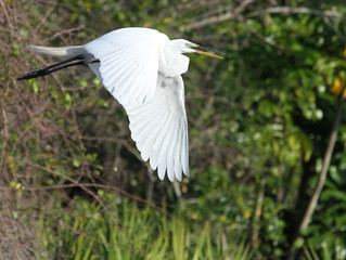 Great, White, Egret, Great white egret, White Egret, Egret, Flor