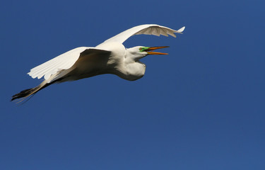 Great, White, Egret, Great white egret, White Egret, Egret, Flor