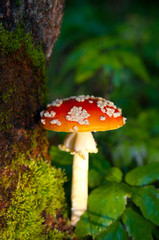 Fly agaric mushroom