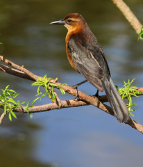 Brown Grackle Bird