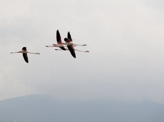 Flamingos in the wild in Calpe