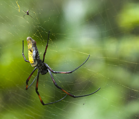 Spinne