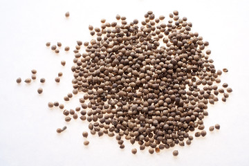 kinza, coriander
