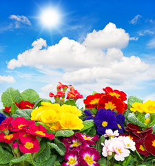 Fototapeta na wymiar pierwiosnki kwiaty na niebieskim tle nieba