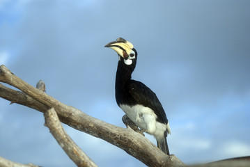Fototapeta premium Great hornbill, Pulau Pangkor, Malaysia