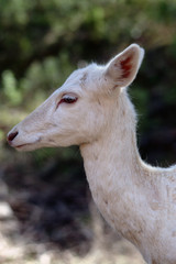 Obraz premium Young deer