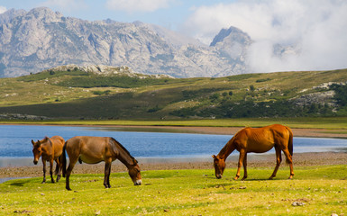 Fototapeta premium Chevaux du Lac de Nino