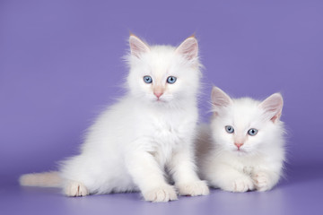 Two white kitten on purple background