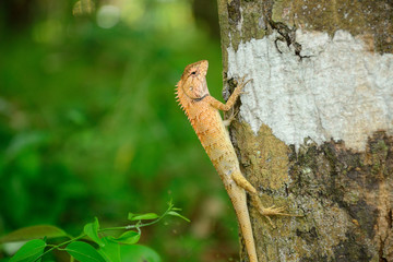 close up small wood dragon