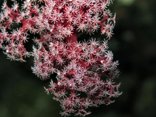 gorgonia
