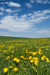 Löwenzahnwiese im Frühling