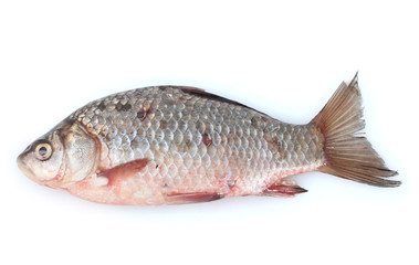 Fresh fish isolated on white