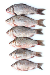Fresh fishes isolated on white