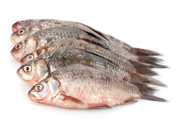 Fresh fishes isolated on white