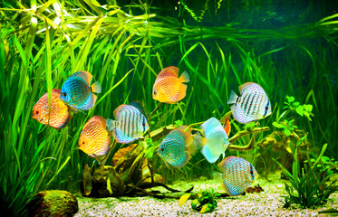 Symphysodon discus