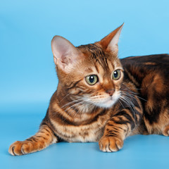 Abyssinian cat on blue background