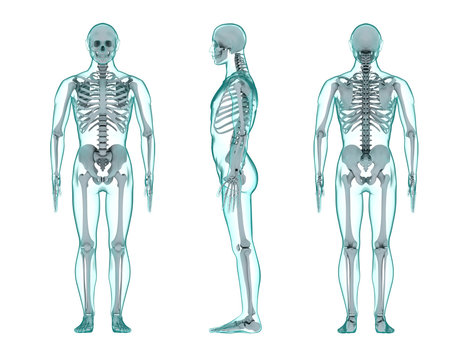 three view render of the human body with transparent skin