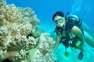 若い女性ダイバーとアオウミガメ