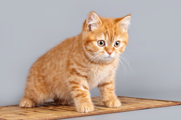 Red kitten on grey background