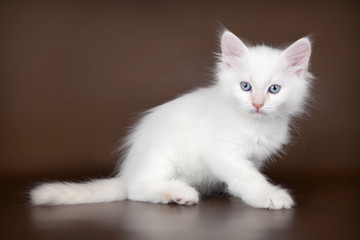 White kitten on brown background