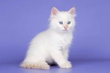Fototapeta na wymiar White cat on purple background