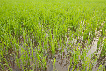 Obraz premium Green rice field