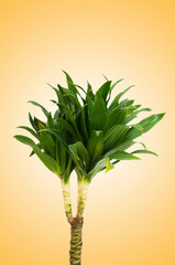 Dracaena plant against gradient background