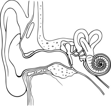 Anatomy of human ear