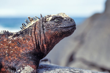 Marine iguana on Espanola, Galapagos Islands, Ecuador