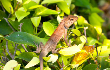 lizard on the tree or in the garden
