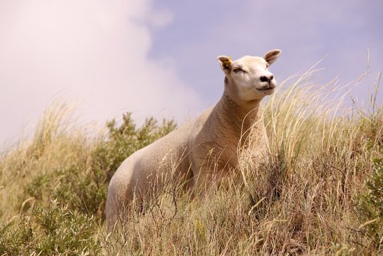 A curious lamb on the top of a sand dune