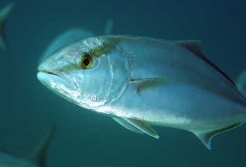 Greater Amberjack fish swimming in open water.