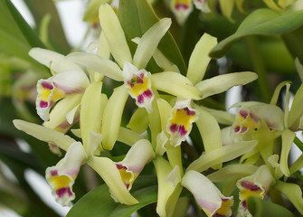Obraz premium Unidentified species of a Cattleya orchid in bloom.