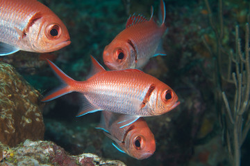 A Stack of Black Barsoldierfish on a reef