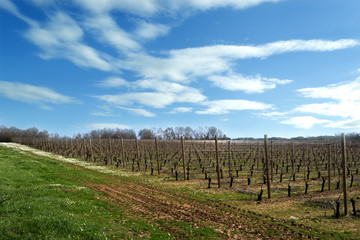 Fototapeta na wymiar vineyard and clouds
