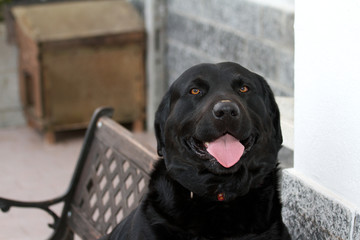 labrador nero