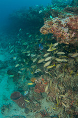Fototapeta na wymiar Schooling Grunt Fish on a coral reef ledge