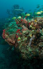 Naklejka na ściany i meble Colorful FIsh on a Tropical Coral Reef