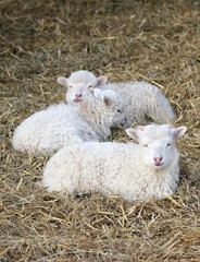 Fototapeta premium Drei weiße Skuddenlämmer 