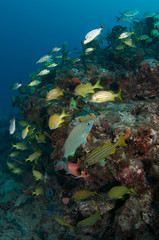 Obraz premium Colorful FIsh on a Tropical Coral Reef