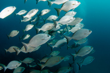 Fototapeta na wymiar A School of Bermuda Chub Swimming in Open Water