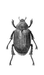 Scarab - Female